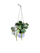 Hanging Potted Flower Arrangement