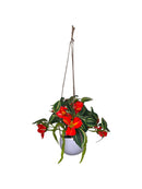 Hanging Potted Flower Arrangement
