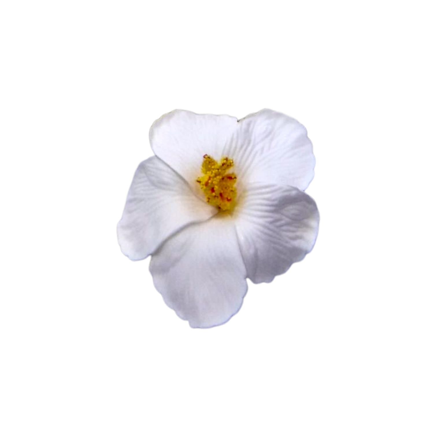 Souvenirs de Puerto Rico- Amapola con Broche