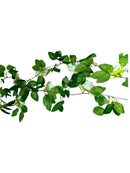 Garland de Hojas y Flores