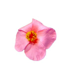 Souvenirs de Puerto Rico- Amapola con Broche