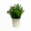 Decorative Artificial Plants - Regular Size / White Plastic Pot
