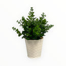 Decorative Artificial Plants - Regular Size / White Plastic Pot