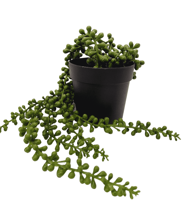 Planta Artificial.