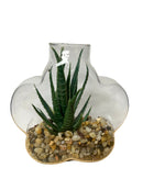 Terrarios en Cristal 5".