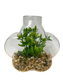 Terrarios en Cristal 5".