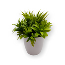 Plantas Artificiales- Macetero Blanco.