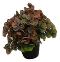 Planta Artificial.